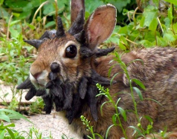 Thỏ Frankenstein như sinh vật ngoài hình tinh với khuôn mặt dị hợm mọc ra những ''cái gai khó hiểu'' . Các chuyên gia cho rằng có thể nó bị nhiễm virus papilloma.
