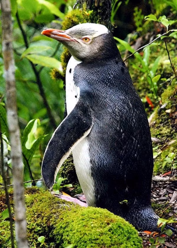 Chim cánh cụt Waitaha sinh sống ở New Zealand được cho là đã tuyệt chủng nhưng bất ngờ phát hiện lại vào năm 2008.