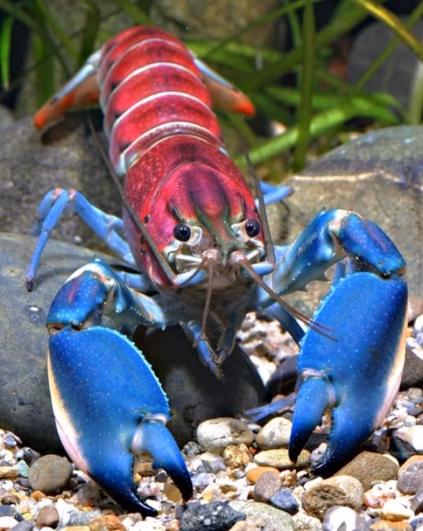 Tôm hùm Cherax Lukhaup này có màu sắc tuyệt đẹp được phát hiện ở Indonesia với cơ thể có đến hơn ba màu sắc trông như vừa bước ở tiệm salon tóc về.