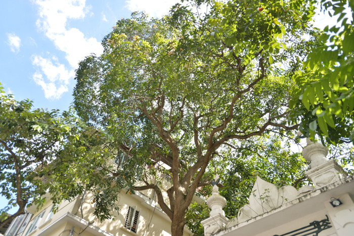 Nhiều năm nay, người dân vẫn chờ cây cho trái chín rụng để nhặt.