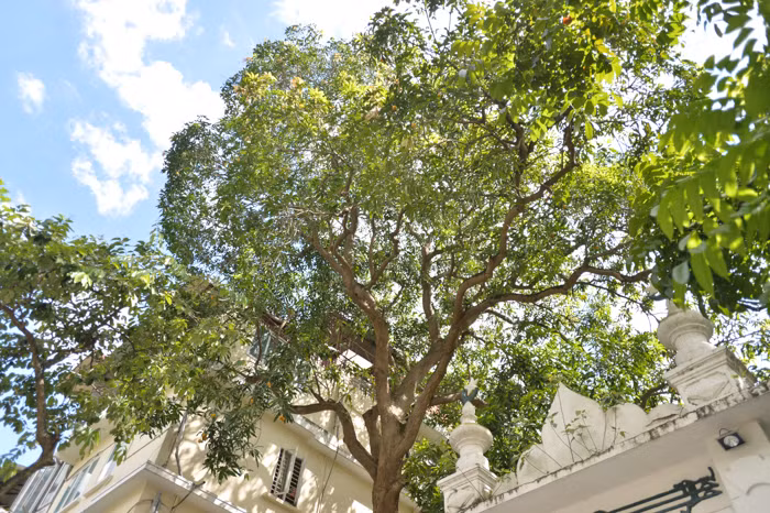 Nhiều năm nay, người dân vẫn chờ cây cho trái chín rụng để nhặt.