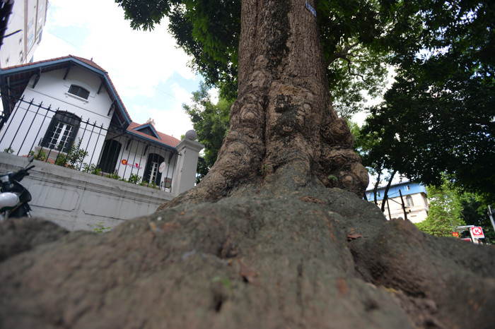 Đây là dạng cây thân lớn, cao to, cây có thể phát triển chiều cao hết mức từ 15-20m