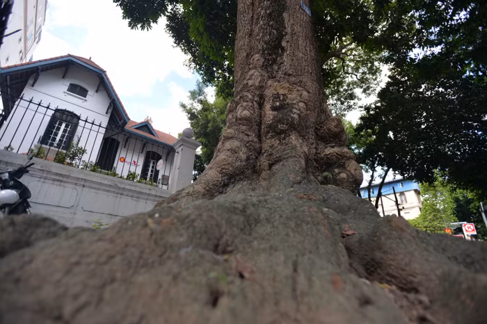 Đây là dạng cây thân lớn, cao to, cây có thể phát triển chiều cao hết mức từ 15-20m