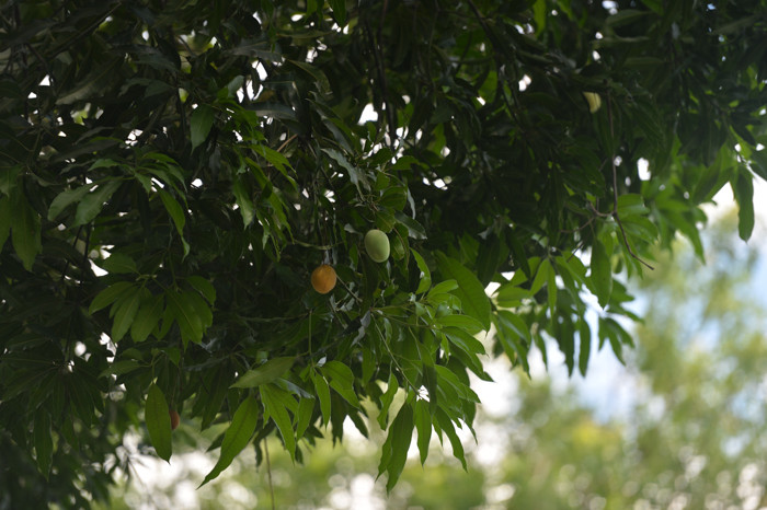 Tuy nhiên, người dân chỉ có thể đợi cây cho trái chín rụng rồi nhặt chứ không thể hái trên cây bởi cây rất cao.