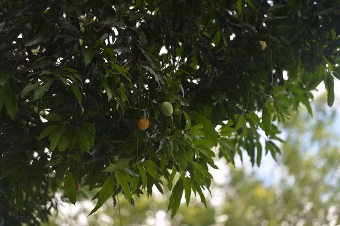 Tuy nhiên, người dân chỉ có thể đợi cây cho trái chín rụng rồi nhặt chứ không thể hái trên cây bởi cây rất cao.