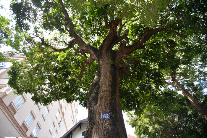 Cây có chiều cao khoảng hơn 10m, tán cây xoè vươn rộng khoảng 8-10m.