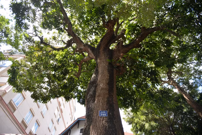 Cây có chiều cao khoảng hơn 10m, tán cây xoè vươn rộng khoảng 8-10m.