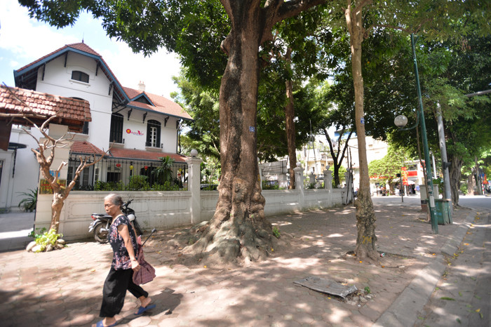 Theo nhiều người dân, cây xoài cổ thụ này có niên đại hàng chục năm, không rõ tuổi thật.