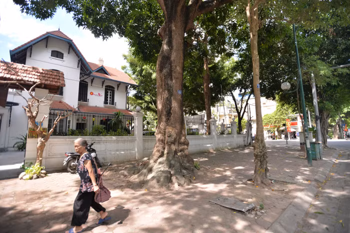 Theo nhiều người dân, cây xoài cổ thụ này có niên đại hàng chục năm, không rõ tuổi thật.