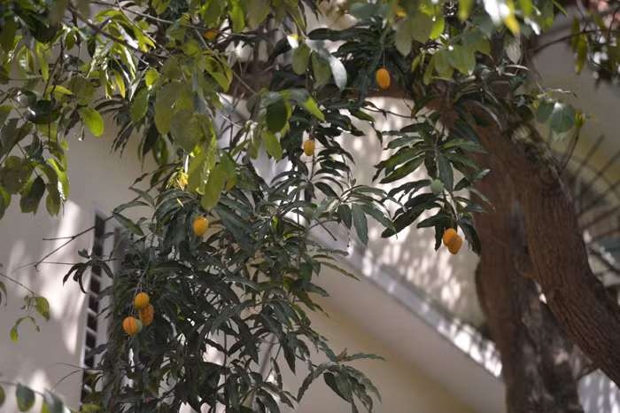 Cô Vân (phố Hàng Lược) cho biết, cây xoài này cũng có tuổi đời lên đến 60-70 năm, năm nào cũng cho ra quả sai trĩu chịt và ngọt.