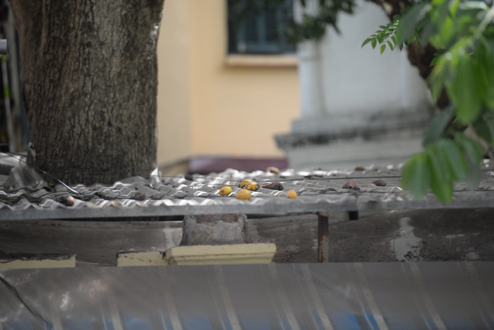 Từng quả xoài rơi trên mái nhà.