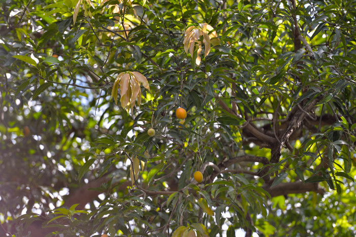 Một cây xoài khác trên phố Hàng Lược cũng được nhiều người dân sinh sống trong khu vực yêu thích bởi cho quả rất ngọt.