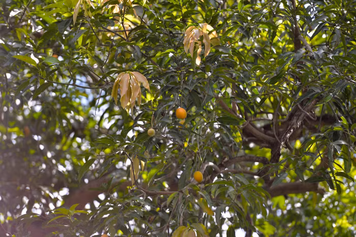 Một cây xoài khác trên phố Hàng Lược cũng được nhiều người dân sinh sống trong khu vực yêu thích bởi cho quả rất ngọt.