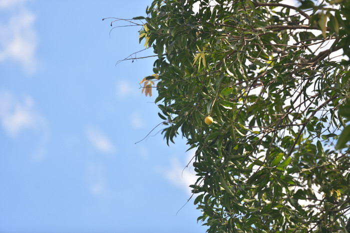 Cây xoài này cũng có chiều cao đến hơn 10m