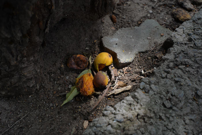 Quả muỗm nhỏ hơn quả xoài ta một chút. Nhiều người sinh sống quanh khu vực này cho biết, cây xoài này cho quả rất ngọt và ngon.