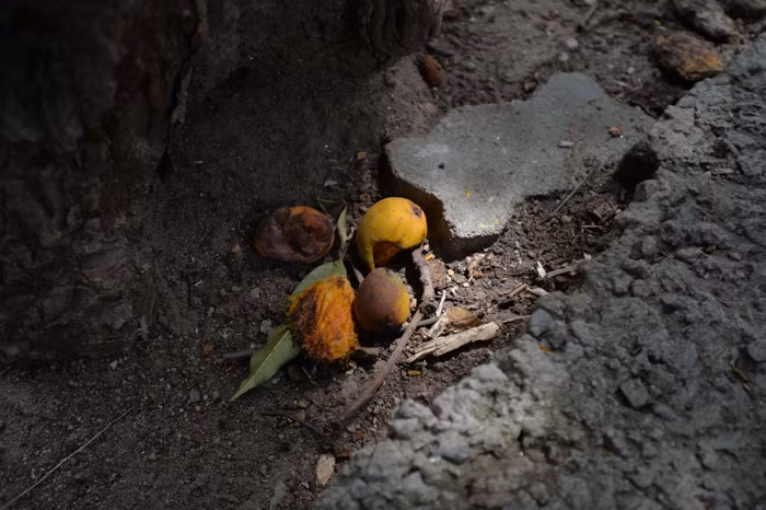 Quả muỗm nhỏ hơn quả xoài ta một chút. Nhiều người sinh sống quanh khu vực này cho biết, cây xoài này cho quả rất ngọt và ngon.