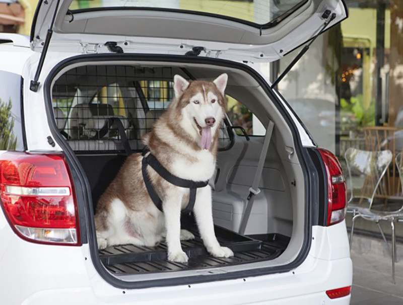 Không chở động vật trên xe.