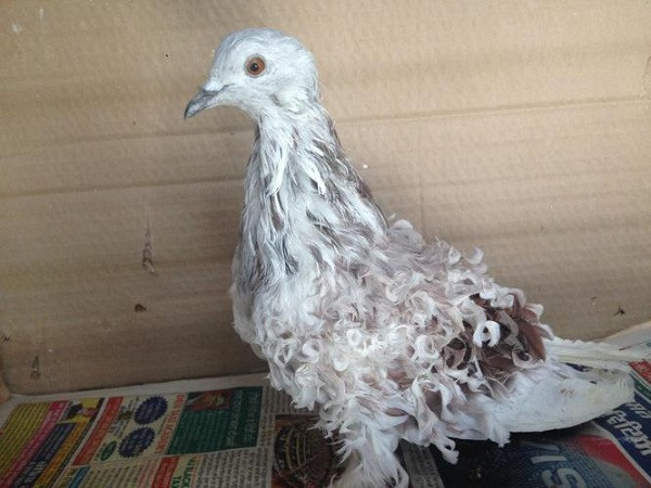 Nhờ bộ lông xăn tít chuẩn fashionista, Frillback được xem là loài bồ câu thanh lịch, rất phổ biến trong các cuộc thi bồ câu đẹp.