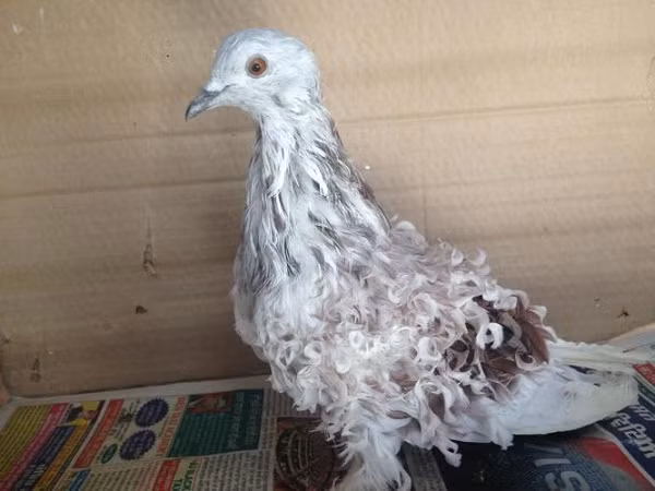 Nhờ bộ lông xăn tít chuẩn fashionista, Frillback được xem là loài bồ câu thanh lịch, rất phổ biến trong các cuộc thi bồ câu đẹp.