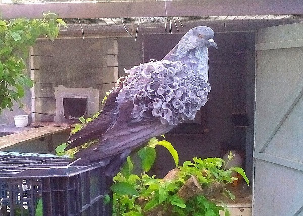 Nhìn những sợi lông xoăn phủ đầy hai bên cánh nhiều người sẽ nghĩ rằng loài chim bồ câu này không biết bay hoặc bay rất khó. Tuy nhiên, thực tế thì ngược lại.