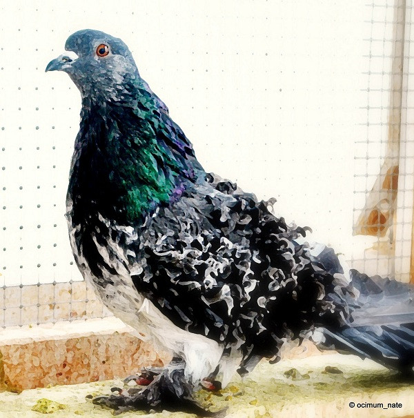 Theo nghiên cứu của nhà khoa học L. Paul Gibson, những sợi lông xoăn của chim bồ câu do hai gen biến đổi hình thái quy định, chiếm ưu thế và có thể có gen thứ ba gây ra lông dài hơn.