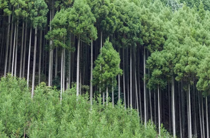Không chỉ vậy, kỹ thuật lâm nghiệp khéo léo này cũng cho ra những cây gỗ Kitayama linh hoạt gấp 140% gỗ tuyết tùng thông thường, cũng như 200% chất gỗ đậm đặc.