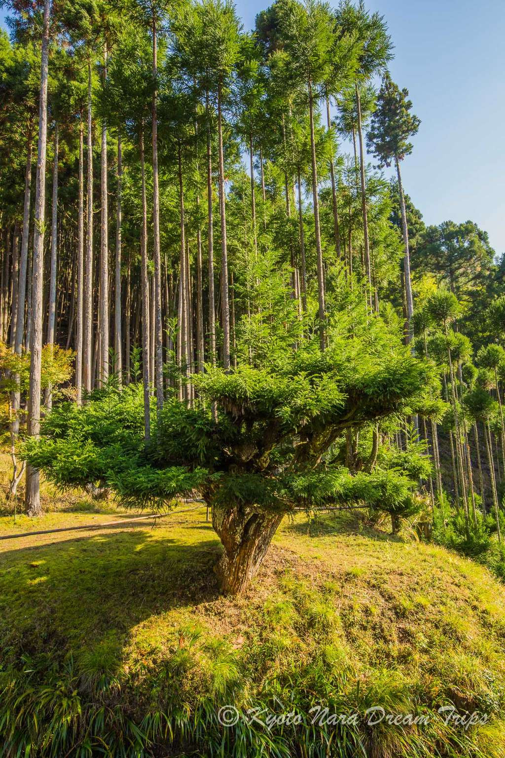 Daisugi được phát triển vào thế kỷ 14, khi phong cách kiến trúc Sukiya-zukuri thường sử dụng các vật liệu tự nhiên, đặc biệt là gỗ bắt đầu lên ngôi và trở nên phổ biến.