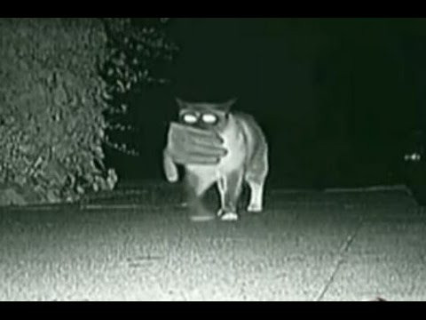 Để tạo ra được bùa Miêu quỷ, những phù thủy và thầy đồng thời xưa sẽ chọn một con mèo già mà họ nuôi.