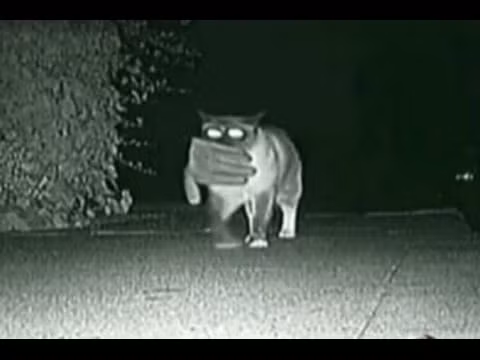 Để tạo ra được bùa Miêu quỷ, những phù thủy và thầy đồng thời xưa sẽ chọn một con mèo già mà họ nuôi.