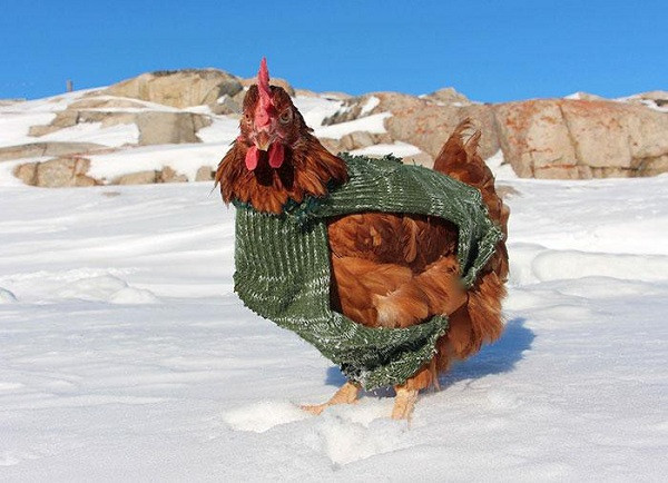 Ngoài việc cung cấp 6 quả trứng/ tuần, Monique còn biết lướt sóng, bơi lội tung tăng, bắt cá hoặc thậm chí là trượt ván cùng với chủ nhân của mình là Guirec. Cũng từ đó, chàng trai 24 tuổi trở nên thân thiết hơn với gà cưng của mình, như hình với bóng.