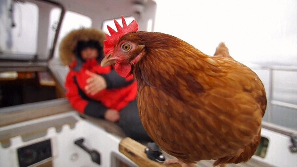 Monique - cô gà mái may mắn nhất thế giới.