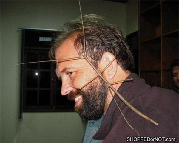 Chiều dài của chúng có thể lên tới 60cm, hầu như không gây hại cho con người và thường được nuôi làm cảnh.