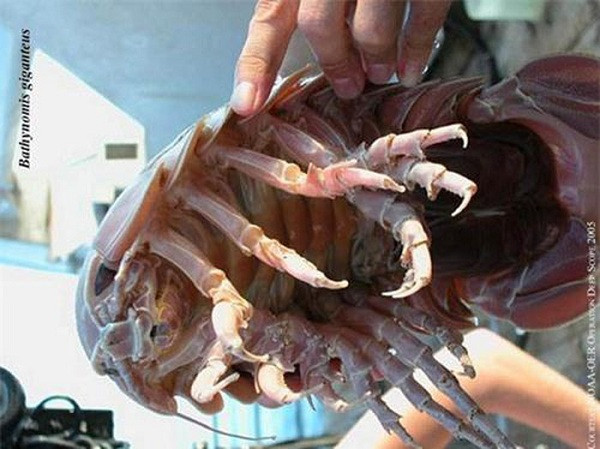 Tuy không phải một loài côn trùng mà là thuộc chi giáp xác giống như tôm hùm và cua nhưng hình dạng của loài chân giống khổng lồ này lại rất giống bọ cánh cứng thường thấy trong vườn. Chiều dài mà chân giống khổng lồ có thể đạt tới là từ 19 đến 37cm nhưng khi bị đe dọa chúng sẽ cuộn tròn lại để được bảo vệ trong chiếc vỏ giáp rất cứng.