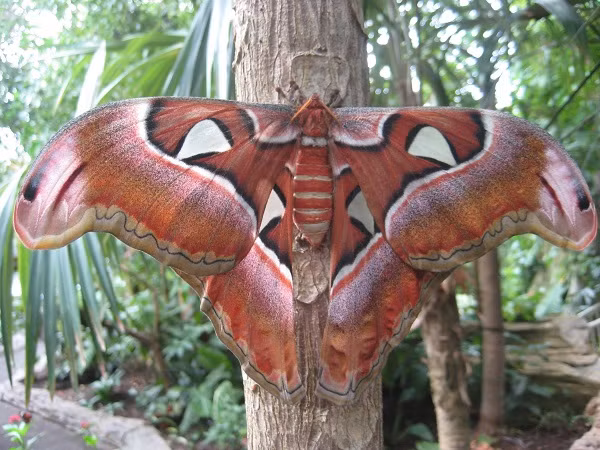 Bướm đêm Atlas được xem là một trong những loài côn trùng khủng nhất thế giới tự nhiên với tổng diện tích bề mặt cánh lên tới khoảng 400 cm2, sải cánh của chúng cũng thuộc loại lớn nhất, từ 25–30 cm