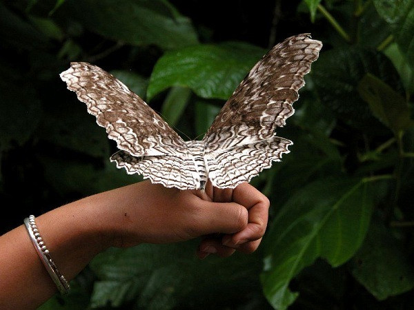 Bướm đêm Atlas có tổng diện tích cánh lớn nhất nhưng chức vô địch về bề rộng của cánh phải thuộc về bướm Phù thủy trắng. Loài bướm này có kích thước cánh từ đầu này sang đầu bên kia lên tới 31 cm.