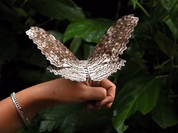 Bướm đêm Atlas có tổng diện tích cánh lớn nhất nhưng chức vô địch về bề rộng của cánh phải thuộc về bướm Phù thủy trắng. Loài bướm này có kích thước cánh từ đầu này sang đầu bên kia lên tới 31 cm.