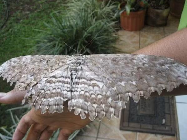 Chính vì kích thước khủng, nó thường bị nhầm với các sinh vật bay khác như chim hay dơi. Các hoa văn trên đôi cánh khổng lồ của chúng là một công cụ ngụy trang rất tuyệt vời, đặc biệt là khi đậu trên một cành cây.