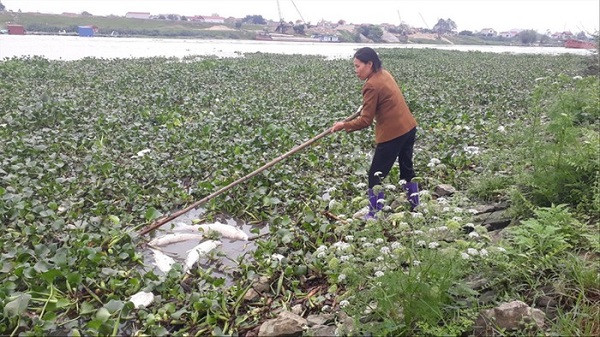 Cá chết trắng trên sông Cầu: Dân mất tiền tỷ Ca chet trang tren song Cau: Dan mat tien ty
