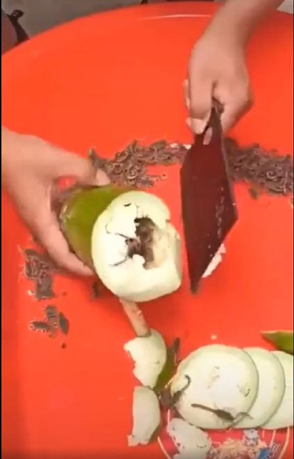 Bọ cạp là loại động vật có chứa nọc độc nguy hiểm, vết thương do nó gây ra có thể khiến người bị hại đau nhức thậm chí tử vong nếu nọc quá độc. Nếu trường hợp bọ cạp làm tổ trong các loại củ quả như bầu là có thật, chắc hẳn sẽ là nỗi lo lắng của không ít các bà nội trợ.