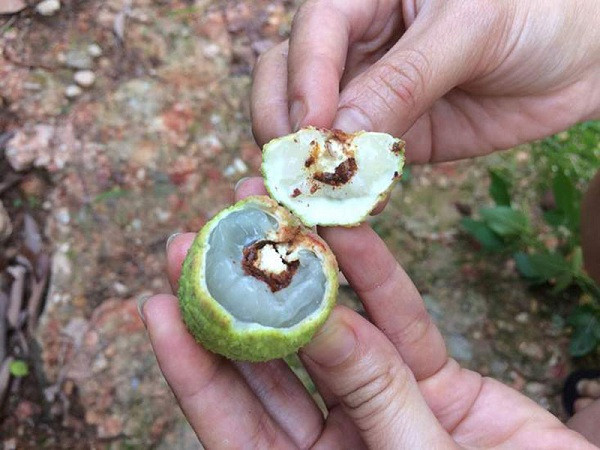 Những vật thể lạ khác thường xuất hiện bên trong hoa quả có lẽ phổ biến nhất là các loài sâu bọ, côn trùng. Hiện tượng này xảy ra khi sâu trưởng thành đẻ trứng vào cuống ở đầu quả vải, sau đó sâu non khi nở đục vào cuống quả gây hại.