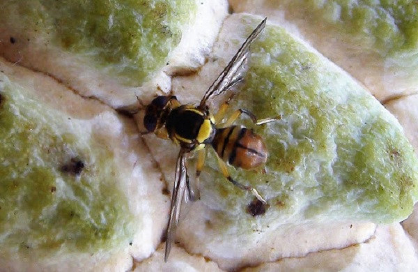 Trường hợp khác bị gây ra bởi loài ruồi vàng đục quả. Chúng là đối tượng gây hại nguy hiểm với các loại cây ăn quả như cam, bưởi, xoài, ổi,...khiến quả khi thu hoạch có hiện tượng thối rữa, xuất hiện mủ màu vàng đục bên trong.