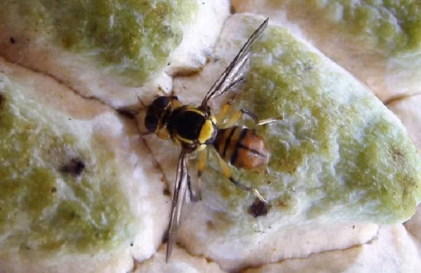 Trường hợp khác bị gây ra bởi loài ruồi vàng đục quả. Chúng là đối tượng gây hại nguy hiểm với các loại cây ăn quả như cam, bưởi, xoài, ổi,...khiến quả khi thu hoạch có hiện tượng thối rữa, xuất hiện mủ màu vàng đục bên trong.