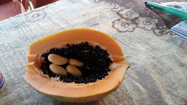 Tuy vậy, những quả đu đủ này được đánh giá thường có vị nhạt hơn, không được thơm ngon như trái bình thường.