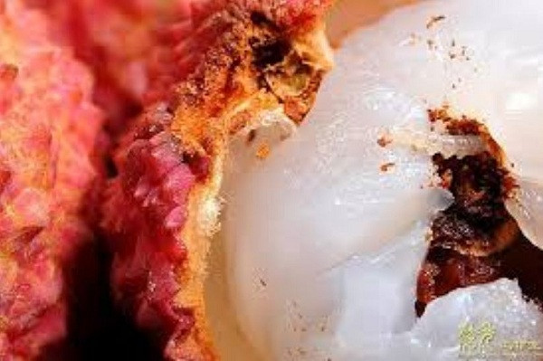 Vị trí gây hại chỉ ở phần cúi tiếp giáp với cuống quả. Khi quả chín nếu được thu hoạch khi ăn sẽ thấy nhiều bột gỗ, đó là phân sâu.