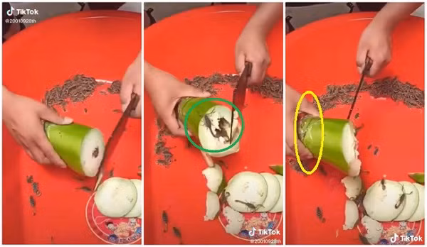 Tuy nhiên cư dân mạnh đã nhanh mắt ''soi'' được chi tiết chứng minh đoạn clip gần 2 triệu view hot khắp mạng xã hội này chỉ là dàn dựng. Phần đầu của quả bầu có một vết rạch ngang kèm băng dính có thể đã bị cắt để ''nhét'' bọ cạp vào, sau đó dùng tay dùng tay che chắn cùng với góc quay nên hành động bổ bầu có bọ cạp chui ra giống như thật.