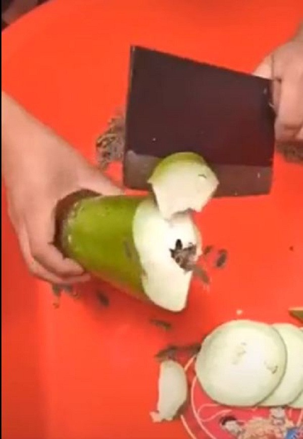 Mới đây trên MXH xuất hiện một đoạn clip ghi lại cảnh cô gái bổ quả bầu nhưng bên trong toàn...bọ cạp khiến ai nấy đều rùng mình khiếp sợ. Theo dõi đoạn clip có thể thấy cô gái càng dùng dao chặt quả bầu thì những vật thể lạ bên trong quả bò ra càng nhiều, trong khi ở chiếc chậu bên dưới đã có hàng tá con khác đang bò lúc nhúc trông khá hãi hùng.