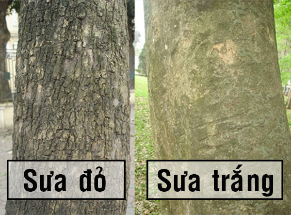 Cây sưa đỏ thường có màu xám hoặc màu kem sữa, thân xù xì, khi già vỏ cây sẽ bị nứt dọc, lá cây so le nhau.