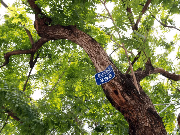 Gỗ sưa đỏ có độ bền chắc rất cao, có thể ngâm trong bùn, nước nhiều năm mà không sợ ngấm nước, mục nát, không nứt nẻ dưới nắng nóng. Ngoài ra, theo một số đại gia gỗ, người chăm cây lâu năm, gỗ sưa đỏ có giá đắt đỏ còn bởi chúng có ý nghĩa về mặt tâm linh tránh tà ma, xua đuổi bệnh tật nhờ mùi hương vĩnh hằng.