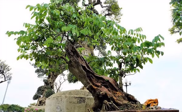 Hiện nay ở Việt Nam, những cây gỗ sưa cổ thụ mọc trên rừng, trong tự nhiên còn rất ít, chỉ một số lượng ít ỏi còn sót lại trong các đình làng, miếu mạo và luôn được trông giữ cẩn thận.