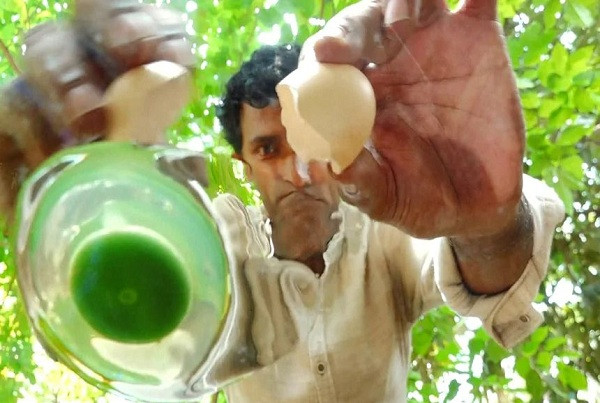 Để chứng minh cho lời tuyên bố đó, người nông dân trẻ tuổi đã tự mình quay clip ghi lại cảnh đập vỡ trứng. Sau đó anh còn làm đủ các món như luộc, ốp la và để lộ phần màu xanh đậm bên trong.